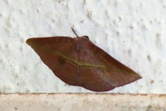 Hypochrosis iris