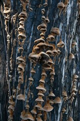 Gloeophyllum abietinum