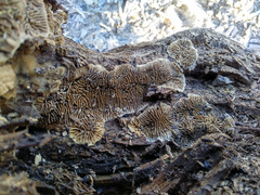 Gloeophyllum abietinum