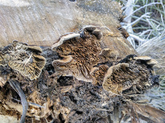 Gloeophyllum abietinum