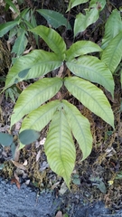 Tectaria polymorpha