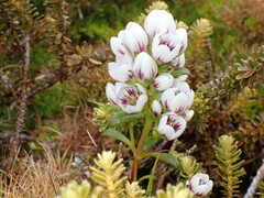 Gentianella cerina