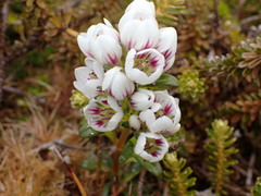 Gentianella cerina