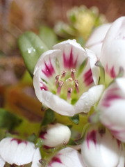 Gentianella cerina