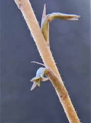 Mesadenus lucayanus