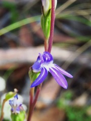 Lobelia gibbosa