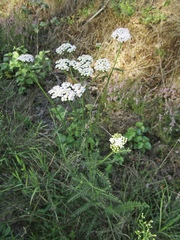 Achillea inundata