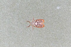 Miltochrista irregularis