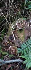Fomitopsis hemitephra