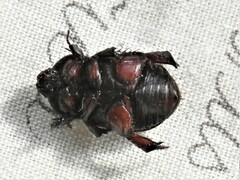 Temnorhynchus retusus