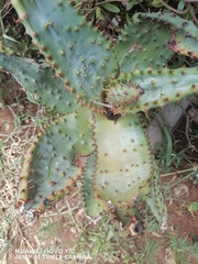 Aloe marlothii