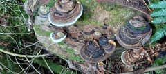 Fomitopsis hemitephra