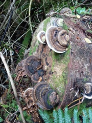 Fomitopsis hemitephra