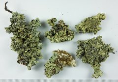 Xanthoparmelia lineola