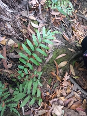 Blechnum minus