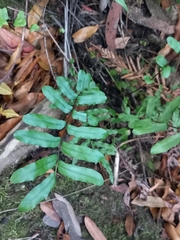 Blechnum minus