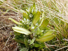 Gentianella antarctica
