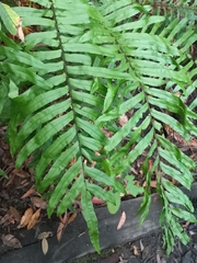 Blechnum minus