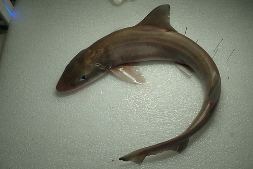 Japanese smoothhound (Mustelus griseus) — Triakidae — 5