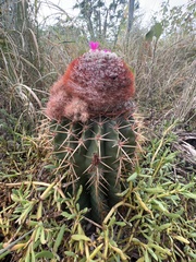 Melocactus intortus