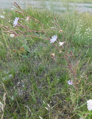 Lactuca tatarica