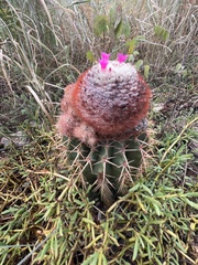 Melocactus intortus