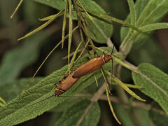 Ellipsidion humerale