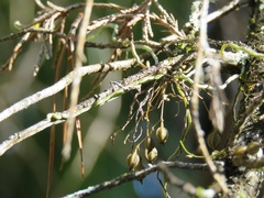 Dendrophylax porrectus