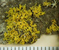 Xanthomendoza oregana