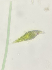 Euglena