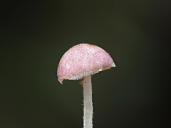 Micropsalliota rufosquarrosa