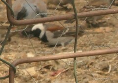 Passer melanurus melanurus