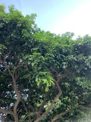 Paubrasilia echinata