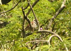 Passer melanurus melanurus