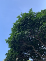 Paubrasilia echinata