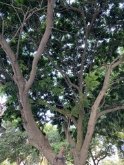 Paubrasilia echinata