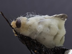 Beauveria bassiana