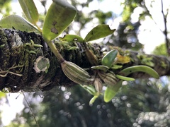 Dendrobium crumenatum