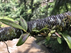 Dendrobium crumenatum