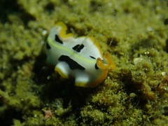 Pseudoceros scriptus