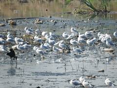 Chroicocephalus ridibundus