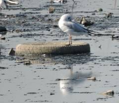 Chroicocephalus ridibundus