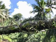 Dendrobium crumenatum