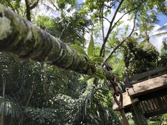 Dendrobium crumenatum