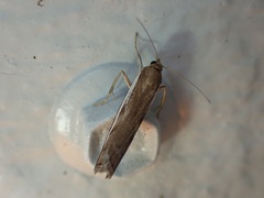Orocrambus flexuosellus