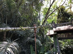 Dendrobium crumenatum