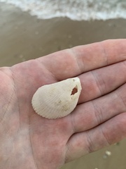 Bivalvia