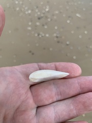 Bivalvia