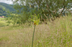 Allium vineale compactum