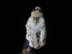 Beauveria bassiana